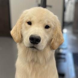 English Setters and Golden Retrievers from Sunset Golden Retrievers and English Setters