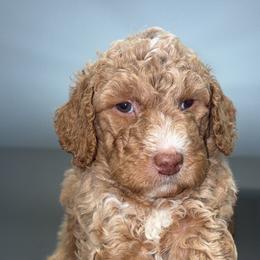 Cozy - Red  female Poodle puppy in Sandy Springs, Georgia from Amore’ Poodle Co.