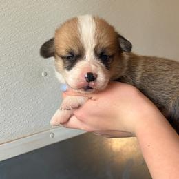 Sable male 1 - Sable male Pembroke Welsh Corgi puppy in Alpine, Texas from Storm Dogos & Country Corgis