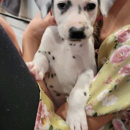 Dalmatian Puppies from Rock Creek Dalmatians