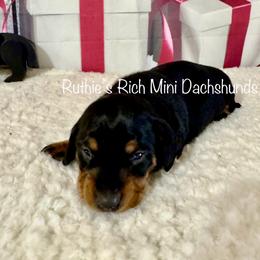 Boy 3 - Black and tan male Dachshund puppy in Lakeland, Florida from Ruthie’s Rich Mini Dachshunds