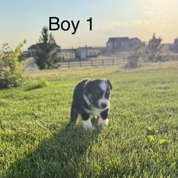 Boy 1 - Black tri male Miniature Australian Shepherd puppy in Strasburg, Colorado from Grasslands Aussies