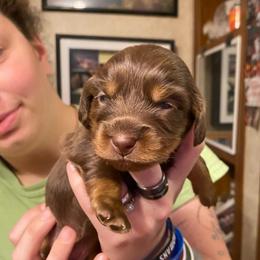 WILLOW CKC REGISTERED FULL RIGHTS - Chocolate and tan female Dachshund puppy in Elizabethtown, Kentucky from Teeny Tiny Puppy Tails