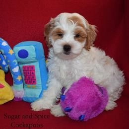 Princess Aurora - Buff and white female Cockapoo puppy in Hopkins, South Carolina from Sugar and Spice Cockapoos