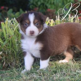 Belle - Red tri female Miniature Australian Shepherd puppy in Grandfield, Oklahoma from Hunt Farms Australian Shepherds