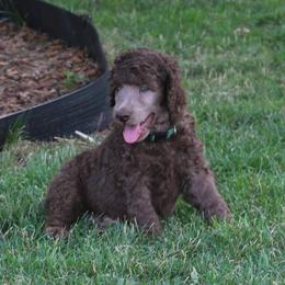 Poodle Puppies from RK'S Pets