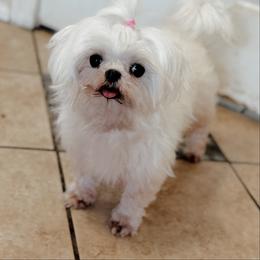 Maltese puppies from Exotic City Pomeranians and chihuahuas