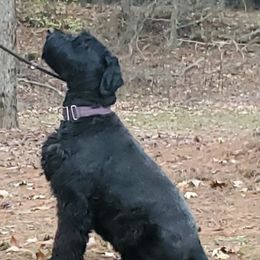 Juju - Giant Schnauzer
