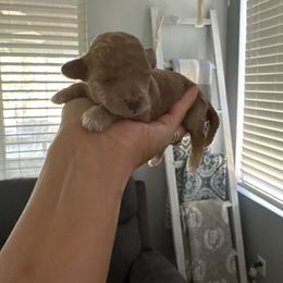 Aurora - Apricot female Poodle puppy in Lathrop, California from Jamilette Delatorre's Poodles