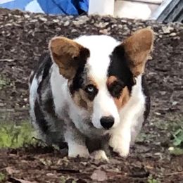 Honey - Cardigan Welsh Corgi