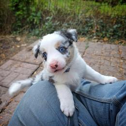 Radar - Blue merle male Border Collie puppy in Menasha, Wisconsin from Little Rose Retrievers