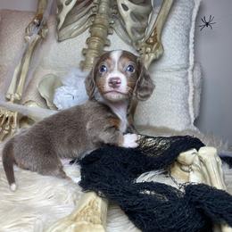Salem - Fawn (isabella) and tan male Dachshund puppy in Washburn, Tennessee from Clinch Mountain Dachshunds