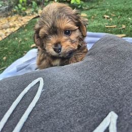 Montgomery - Gold sable male Havanese puppy in Four Corners, Florida from Charlie’s Havanese Angels