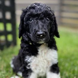 Hallow - Yellow Collar - Black male Poodle puppy in Monroe, North Carolina from The Klepper Homestead