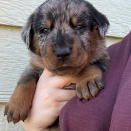 Kraken (Green collar) - Harlequin male Beauceron puppy in Waller, Texas from Côté Obscur