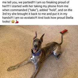 Great Dane Puppies from F&B Kennels