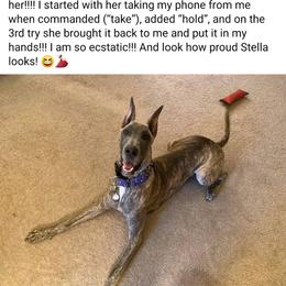 Great Dane Puppies from F&B Kennels