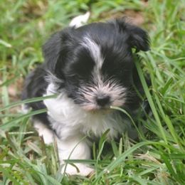 Havanese from Liberty LionsWatch (Georgia)