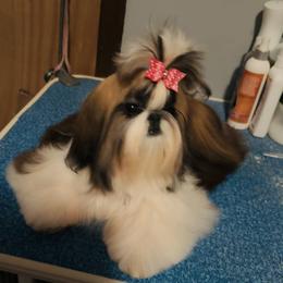 Shih Tzu Puppies from Oriental Beauties Shih Tzu