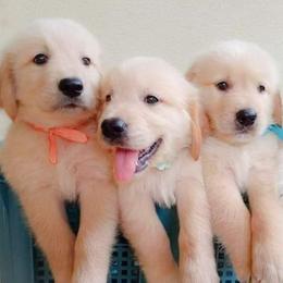 Golden Retriever puppies from Mother of Pearl English Creams