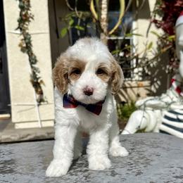 Boy 1 - Parti male Goldendoodle puppy in San Diego, California from Goldendoodles & Poodles of San Diego