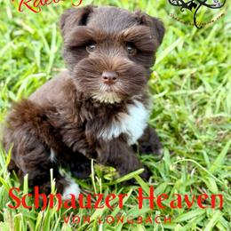 Raeleigh AKC - Liver female Miniature Schnauzer puppy in Pelzer, South Carolina from Schnauzer Heaven Von Longbach