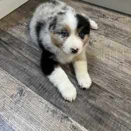 Australian Shepherd Puppies from Shelter Cove Aussies