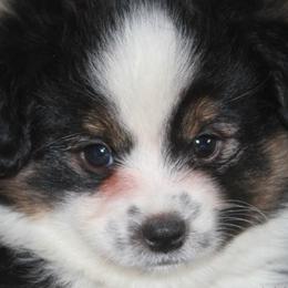 Miniature Australian Shepherd Puppies from Sapphire Stables