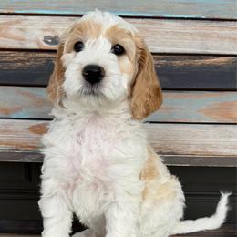 Ruby - Parti female Goldendoodle puppy in Frostproof, Florida from Lover Dover Doodles