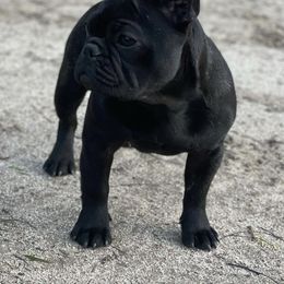French Bulldog All Grown Up from HDH French Bulldogs