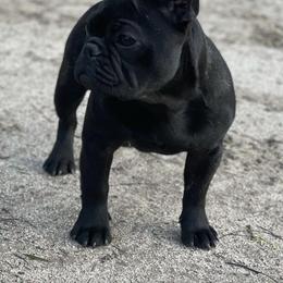 French Bulldog All Grown Up from HDH French Bulldogs