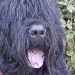 Black Russian Terriers from Snowline