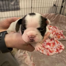 French Bulldog Puppies from Fur Royalty Frenchies