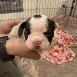 French Bulldog Puppies from Fur Royalty Frenchies