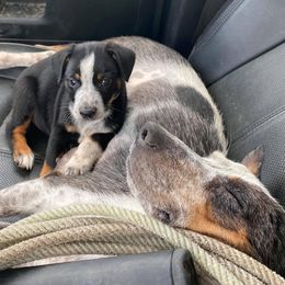 Australian Cattle Dog, Australian Shepherd, Companion Cross, and Miniature Australian Shepherd Puppies from MK Aussies