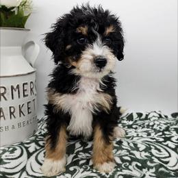 Marigold - Tri-color female Bernedoodle puppy in Granton, Wisconsin from Rose River Farms