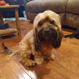 Harper - Cockapoo