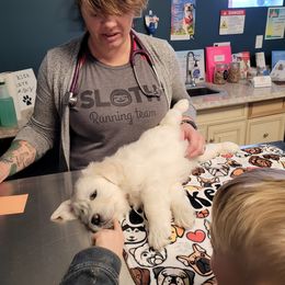 Golden Retriever Puppies from Triple D Ranch