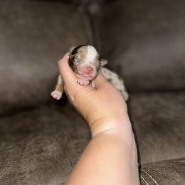 Toy Australian Shepherd Puppies from Rafter 7E Aussies