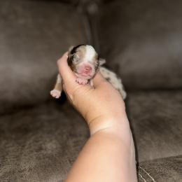 Toy Australian Shepherd Puppies from Rafter 7E Aussies