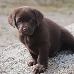 Labrador Retriever Puppies from Ivy Leash Labradors