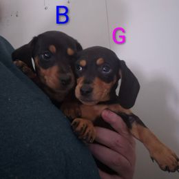 Black tan girl - Black and tan female Dachshund puppy in Madisonville, Tennessee from LaRose Farm & Kennels