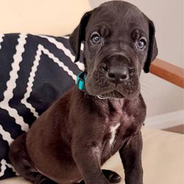 Velma - Black female Great Dane puppy in Plano, Texas from Blue Thunder Danes