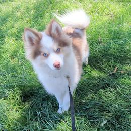 Pomsky Puppies from Tony Hwang