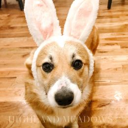 Pixie - Pembroke Welsh Corgi