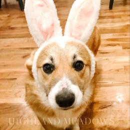 Pixie - Pembroke Welsh Corgi
