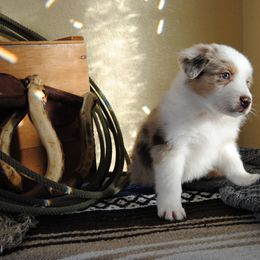 Australian Shepherd, Cavalier King Charles Spaniel, and Cavapoo Puppies from Dogwood & Sassafras Companions