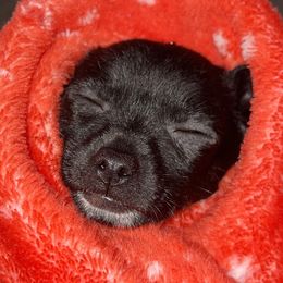 Chihuahuas from Moore Chi Pups