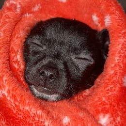 Chihuahuas from Moore Chi Pups