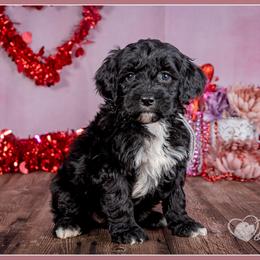 Delacroix - Black and white female Bernedoodle puppy in Connersville, Indiana from Deaz Doodle Ranch
